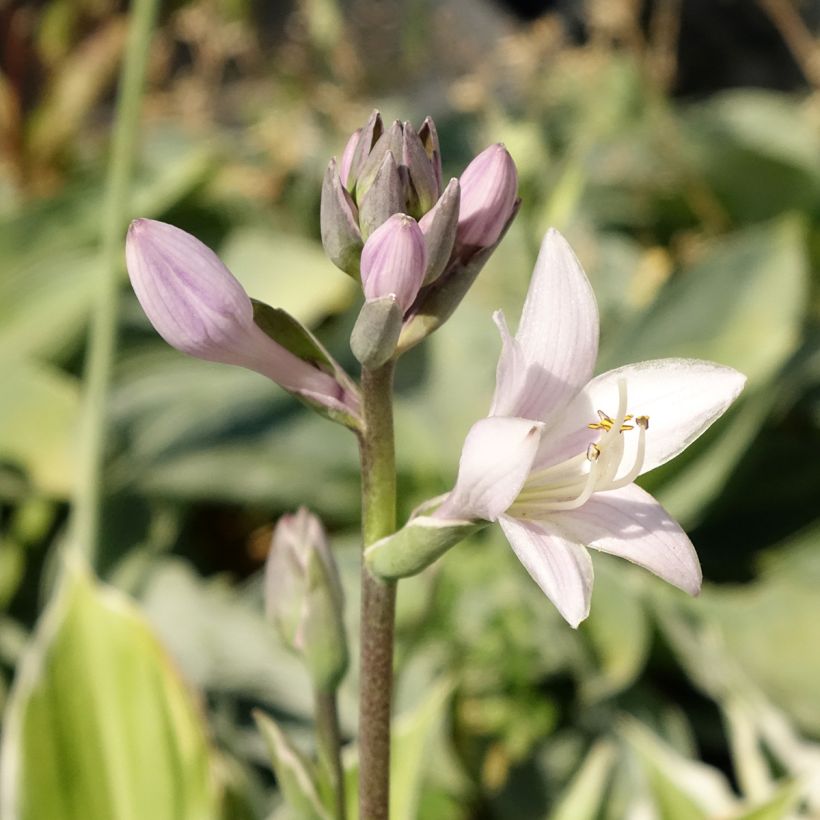 Hosta fortunei Patriot - Garten-Funkie (Flowering)
