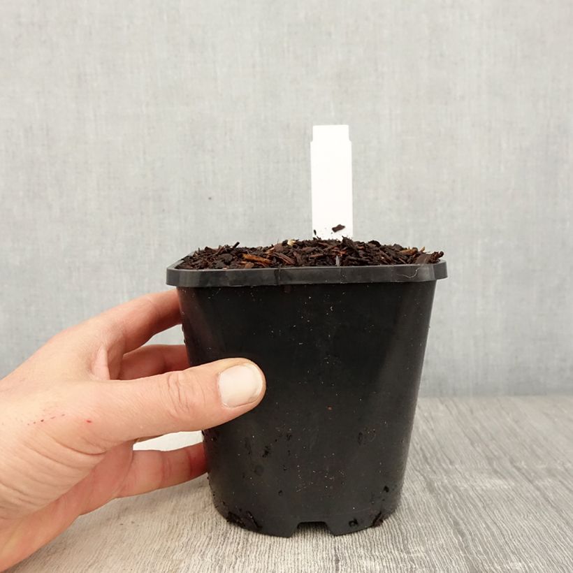 Example of Hosta fortunei Twilight - Garten-Funkie Topf mit 1,5L/2L as you get in printemps