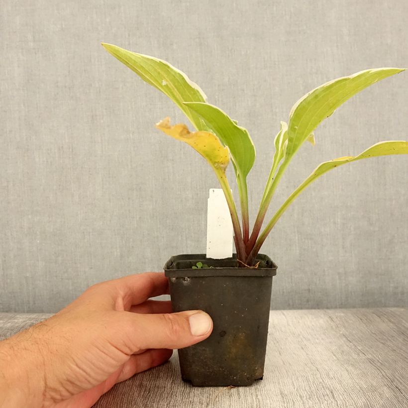 Exemplar von Hosta Fragrant Fire - Garten-Funkie Kleine Töpfe von 8/9 cm wie im Sommer geliefert