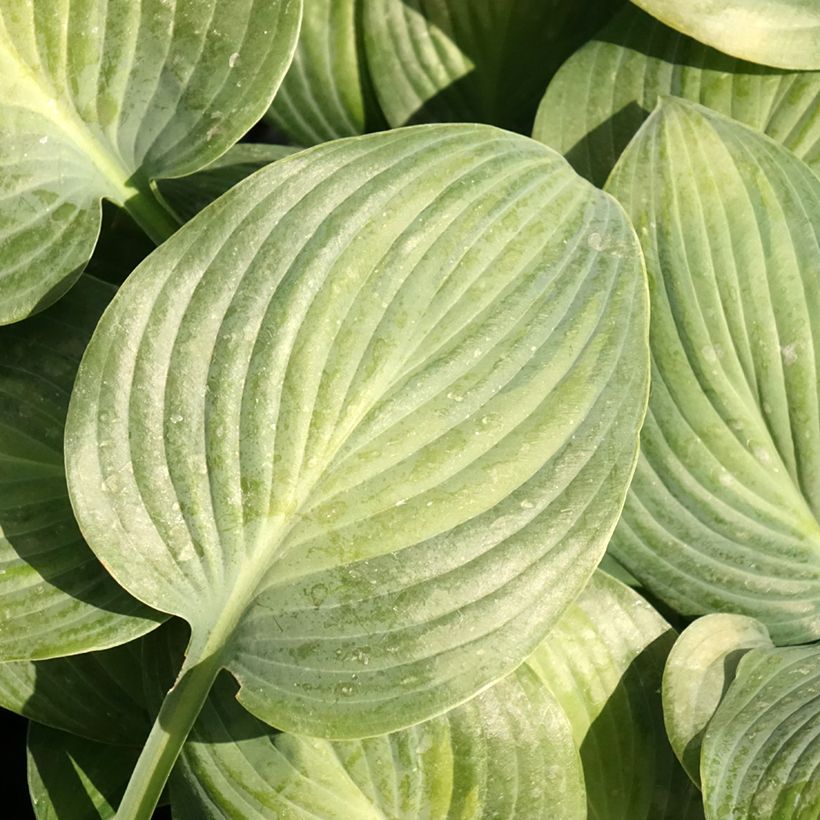 Hosta Goldbrook Glimmer - Garten-Funkie (Foliage)