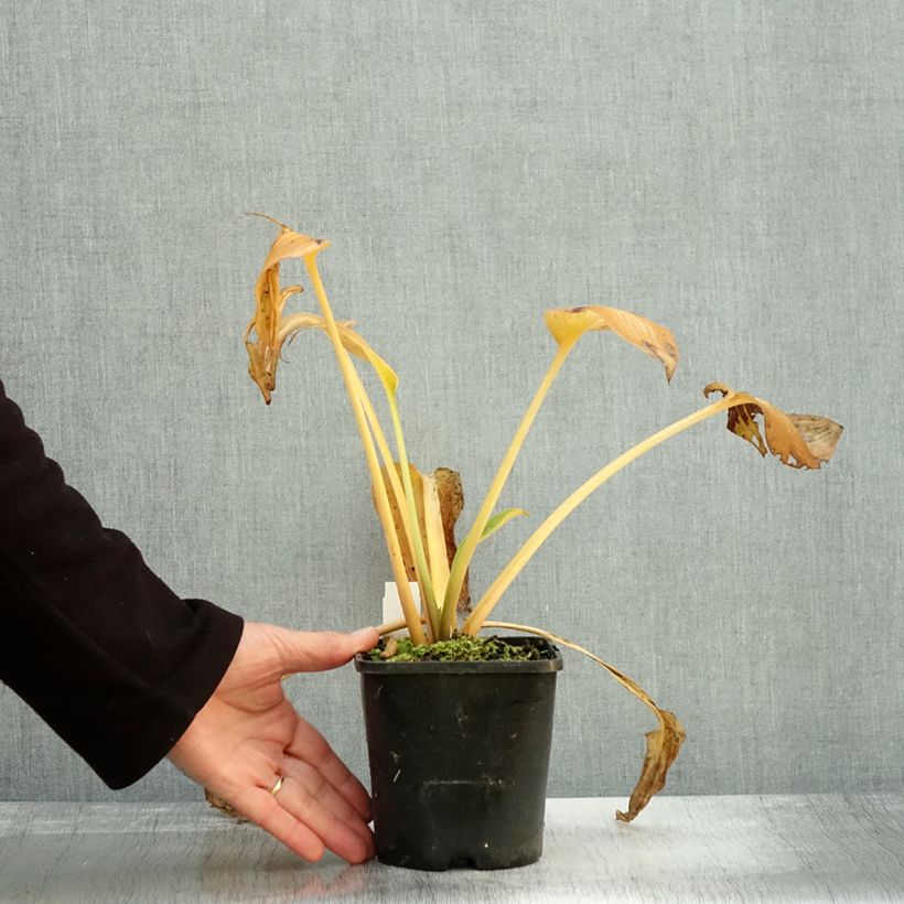 Exemplar von Hosta Goldbrook Glimmer - Garten-Funkie Topf mit 1,5L/2L wie im Herbst geliefert
