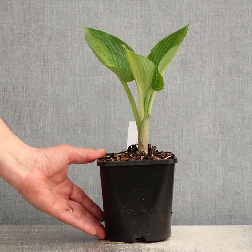 Example of Hosta Goldbrook Glimmer - Garten-Funkie Topf mit 1,5L/2L as you get in printemps