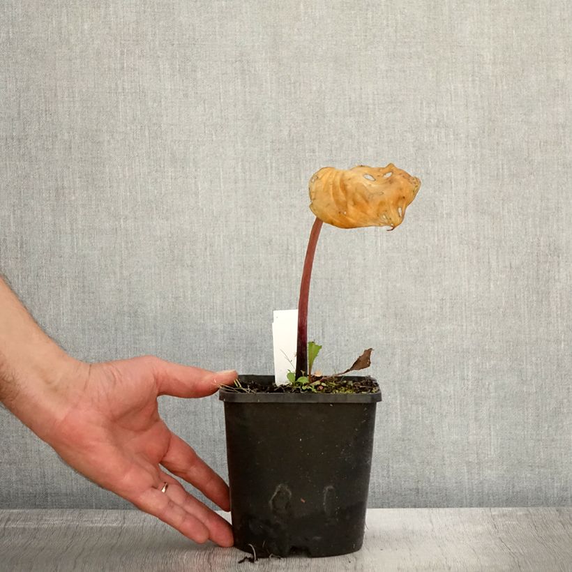 Exemplar von Hosta Gooseberry Sundae Pot de 1,5L/2L wie im Herbst geliefert