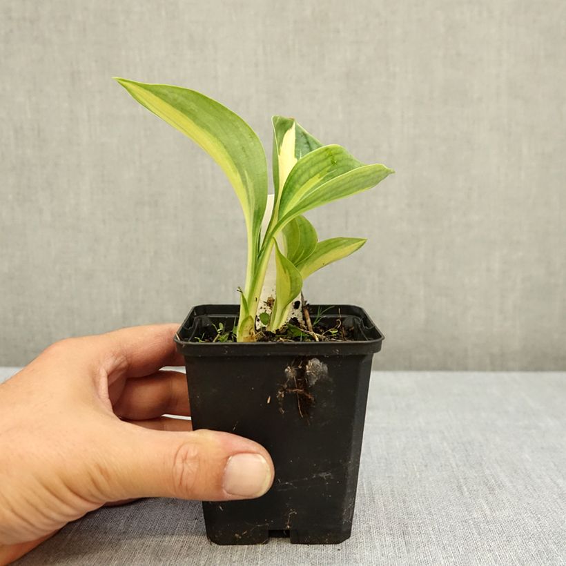 Exemplar von Hosta Great Expectations - Garten-Funkie Kleine Töpfe von 8/9 cm wie im Sommer geliefert