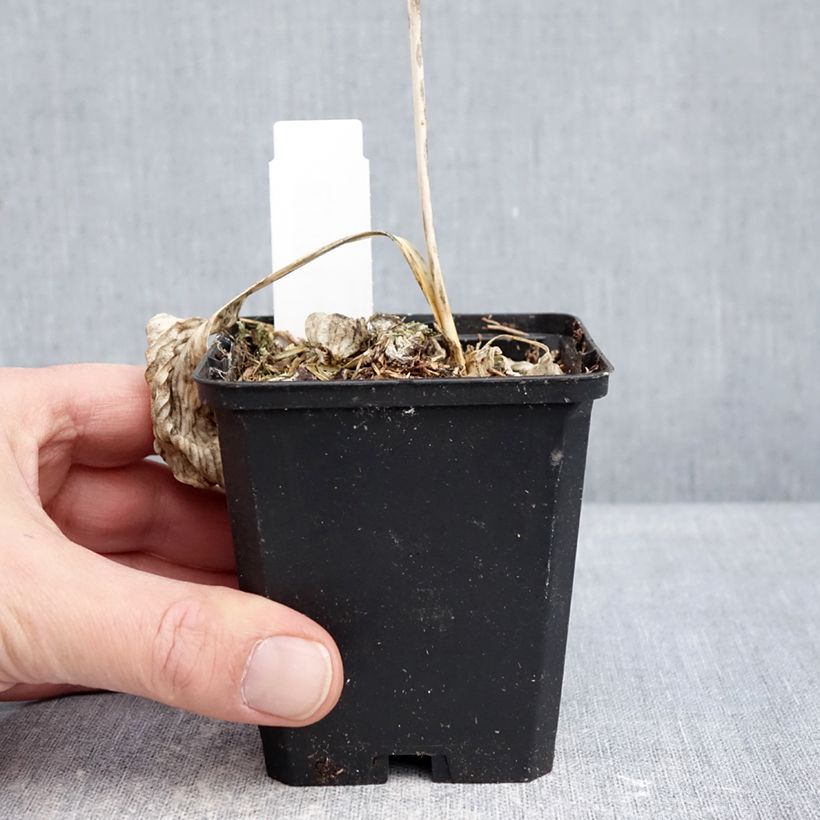 Exemplar von Hosta Great Expectations - Garten-Funkie Kleine Töpfe von 8/9 cm wie im Winter geliefert