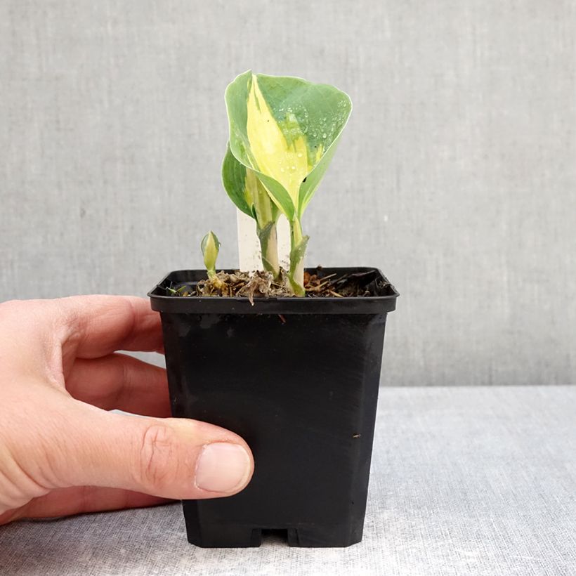 Exemplar von Hosta Great Expectations - Garten-Funkie Kleine Töpfe von 8/9 cm wie im Frühjahr geliefert
