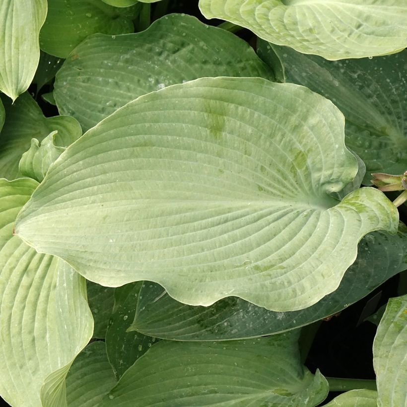 Hosta Guardian Angel - Garten-Funkie (Laub)