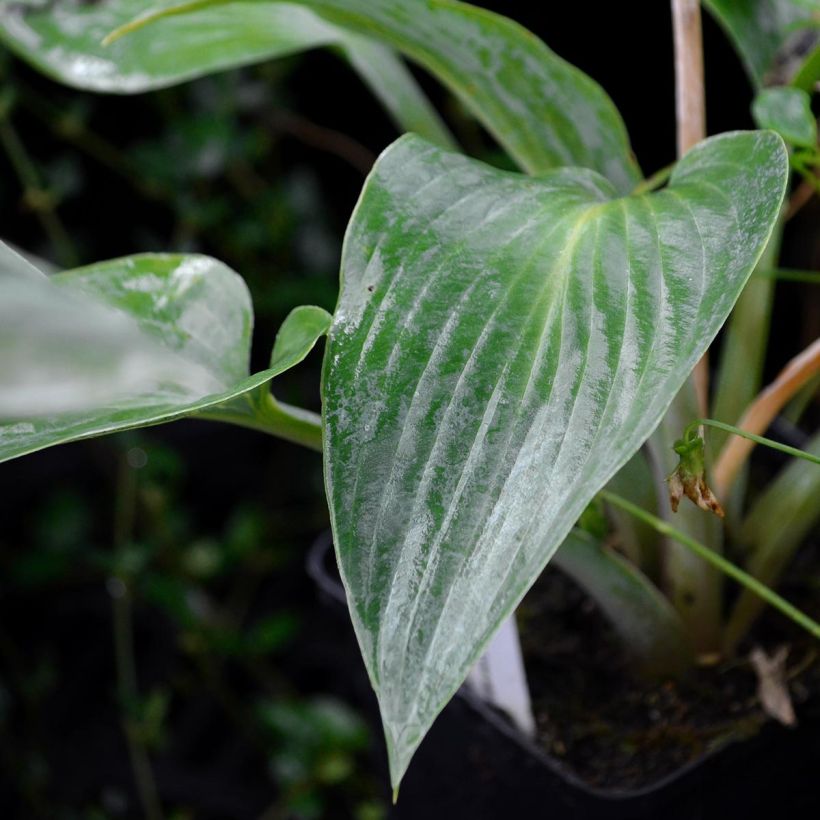 Hosta tardiana Halcyon - Garten-Funkie (Foliage)