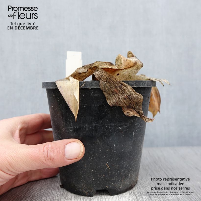 Exemplar von Hosta tardiana Halcyon - Garten-Funkie Topf mit 1L/1,5L wie im Herbst geliefert