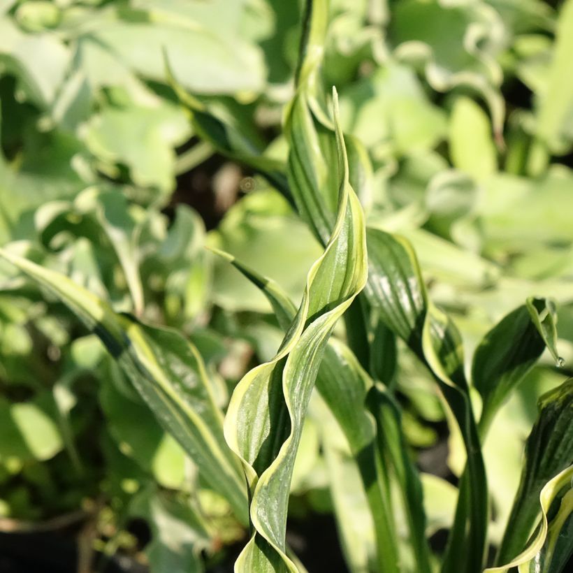 Hosta Hands Up - Garten-Funkie (Foliage)