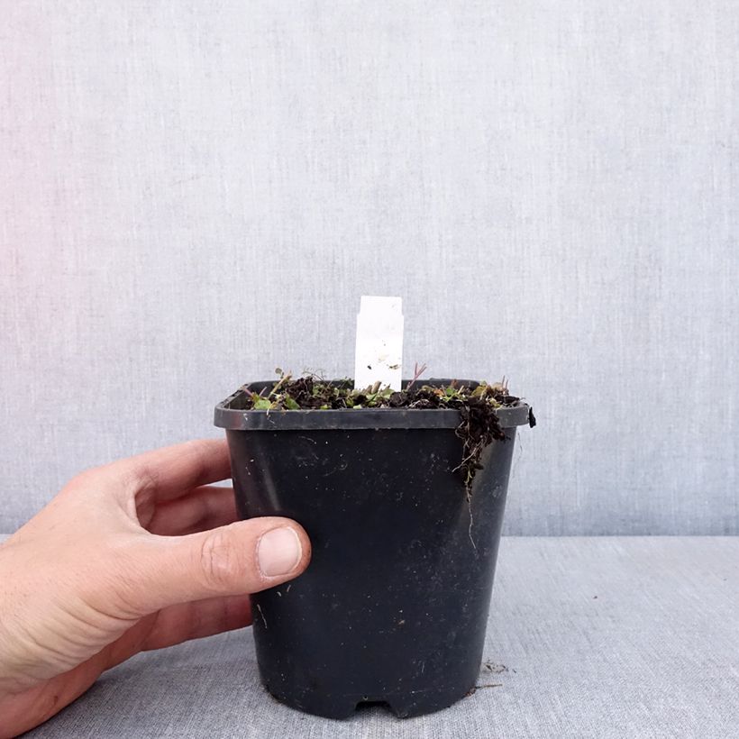 Example of Hosta Hands Up - Garten-Funkie Topf mit 1,5L/2L as you get in printemps