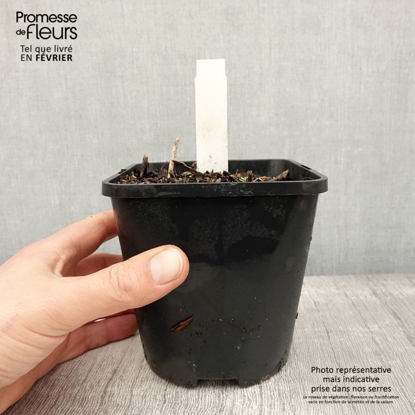 Exemplar von Hosta Harry Van Trier Pot de 1,5L/2L wie im Winter geliefert