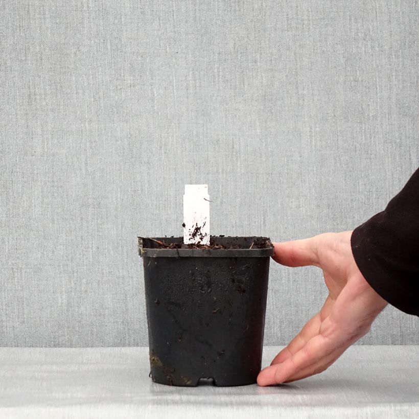 Exemplar von Hosta Hyuga Urajiro Pot de 1,5L/2L wie im Winter geliefert