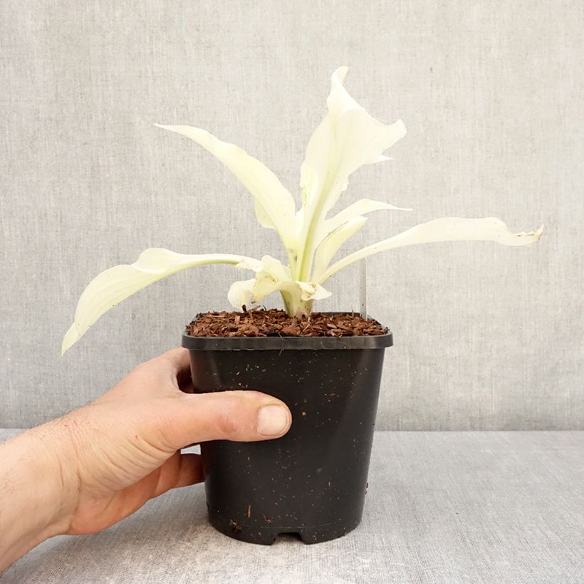 Exemplar von Hosta Improved White Feather - Garten-Funkie Topf mit 1,5L/2L wie im Frühjahr geliefert