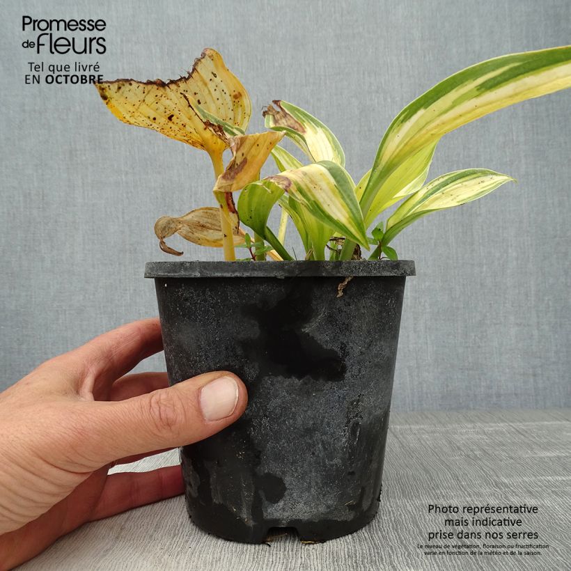 Exemplar von Hosta tardiana June - Garten-Funkie Topf mit 1,5L/2L wie im Herbst geliefert