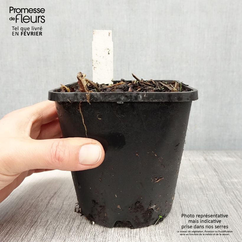 Exemplar von Hosta June Fever Pot de 1,5L/2L wie im Winter geliefert