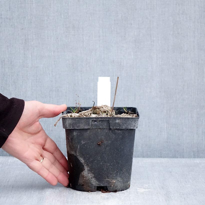 Example of Hosta tardiana June - Garten-Funkie Topf mit 2L/3L as you get in hiver