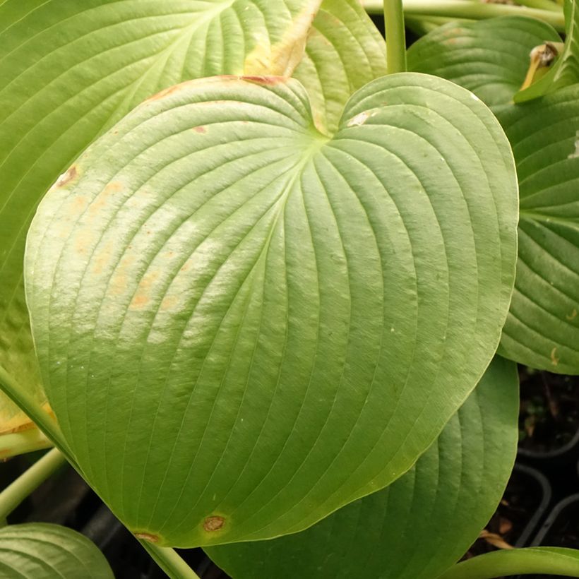 Hosta Jurassic Park - Garten-Funkie (Foliage)