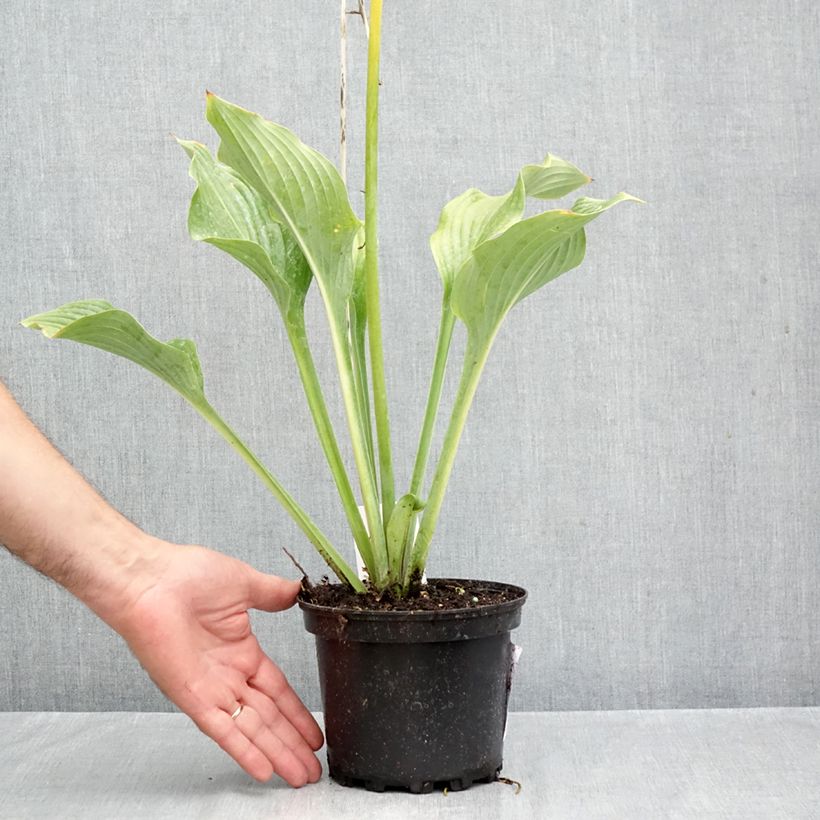 Exemplar von Hosta nigrescens Krossa Regal - Garten-Funkie Topf mit 2L/3L wie im Herbst geliefert