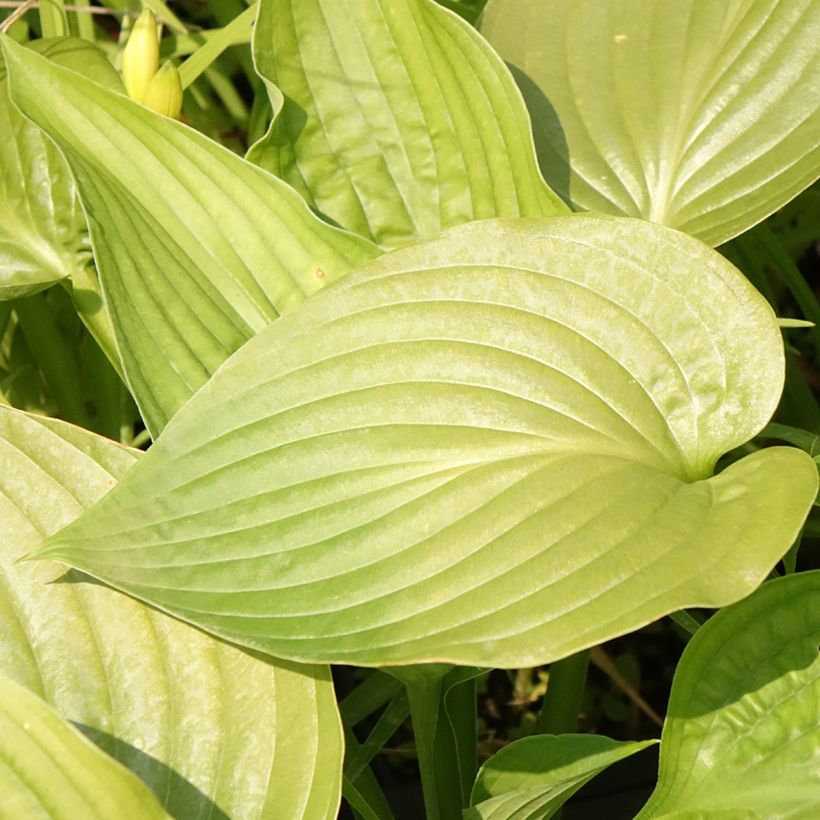 Hosta Lakeside Maverick - Garten-Funkie (Flowering)