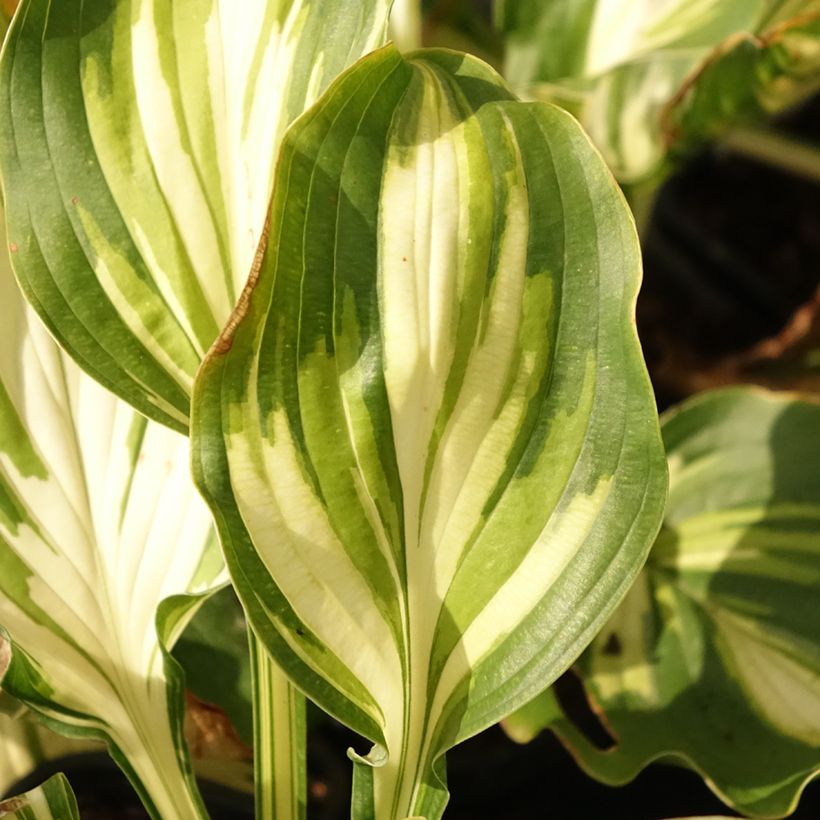Hosta Lakeside Paisley Print - Garten-Funkie (Foliage)