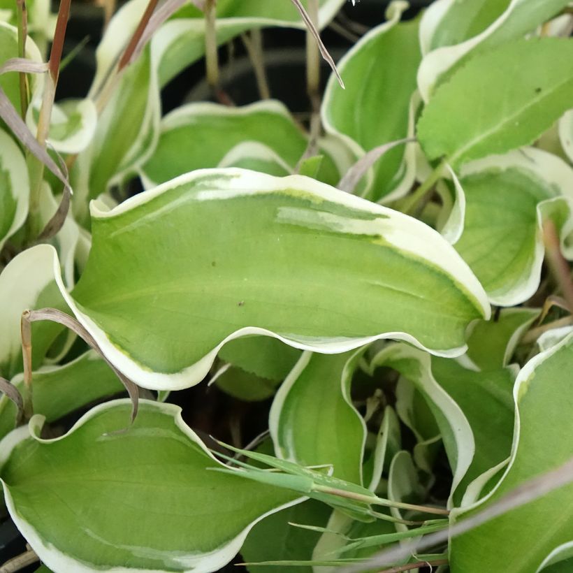 Hosta Let's Twist Again - Garten-Funkie (Foliage)