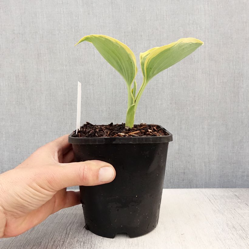 Example of Hosta Liberty - Garten-Funkie Topf mit 1,5L/2L as you get in printemps