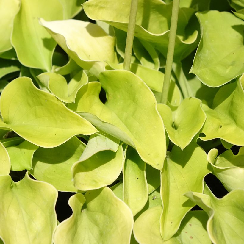 Hosta Limey Lisa - Garten-Funkie (Laub)