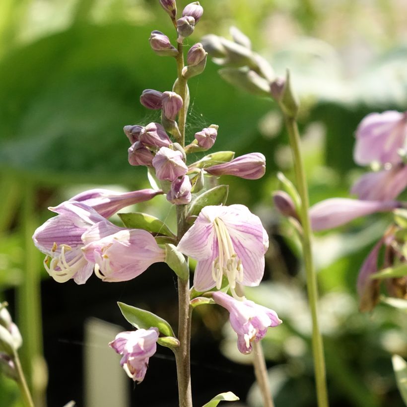Hosta Limey Lisa - Garten-Funkie (Blüte)