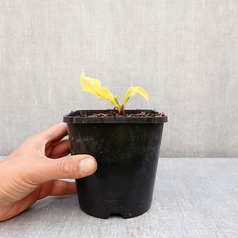 Exemplar von Hosta Lipstick Blonde - Garten-Funkie Topf mit 1,5L/2L wie im Frühjahr geliefert