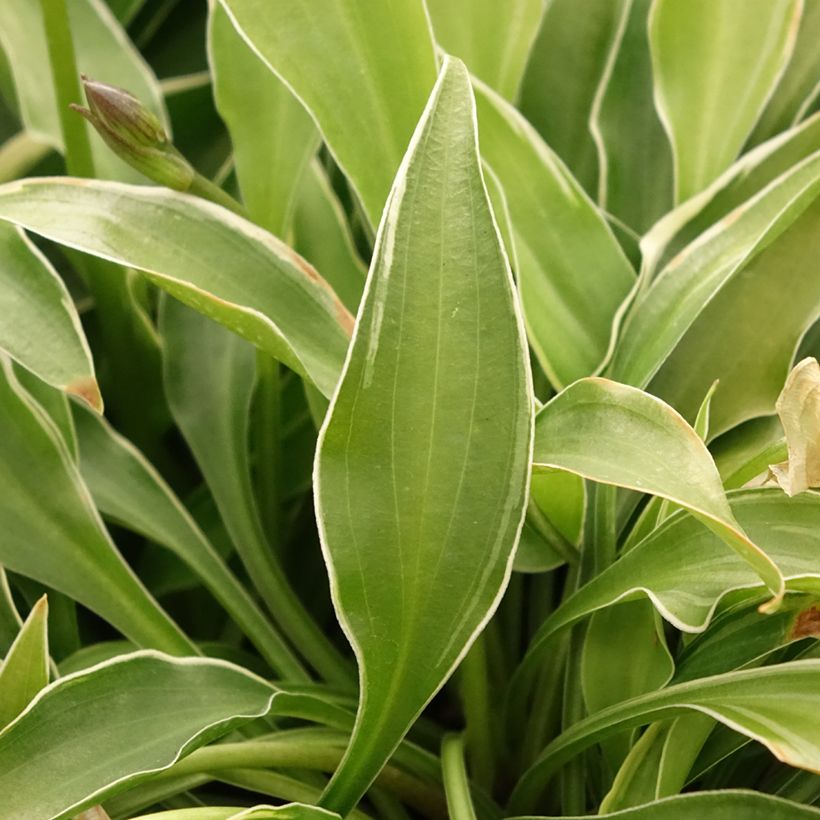 Hosta Little Devil - Garten-Funkie (Foliage)