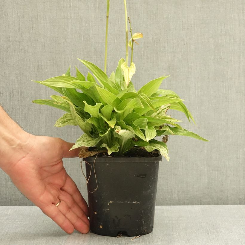 Exemplar von Hosta London Fog - Garten-Funkie Topf mit 1,5L/2L wie im Sommer geliefert