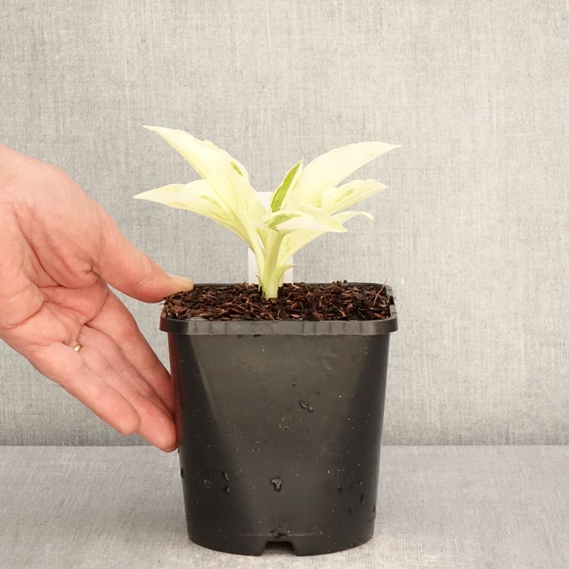 Exemplar von Hosta London Fog - Garten-Funkie Topf mit 1,5L/2L wie im Frühjahr geliefert