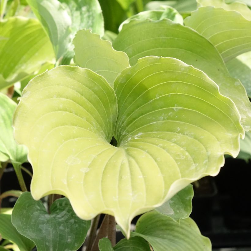 Hosta Marilyn Monroe - Garten-Funkie (Laub)