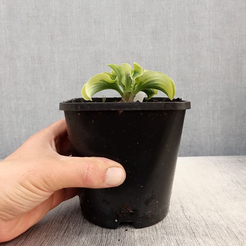 Example of Hosta Mini Skirt - Garten-Funkie Topf mit 1,5L/2L as you get in printemps