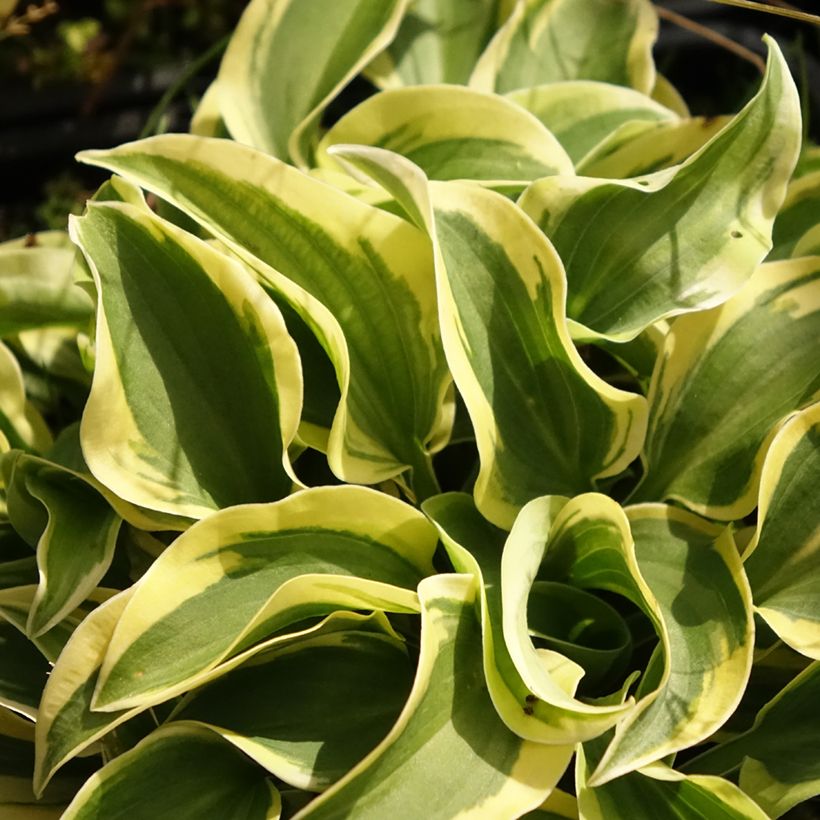 Hosta Mini Skirt - Garten-Funkie (Foliage)
