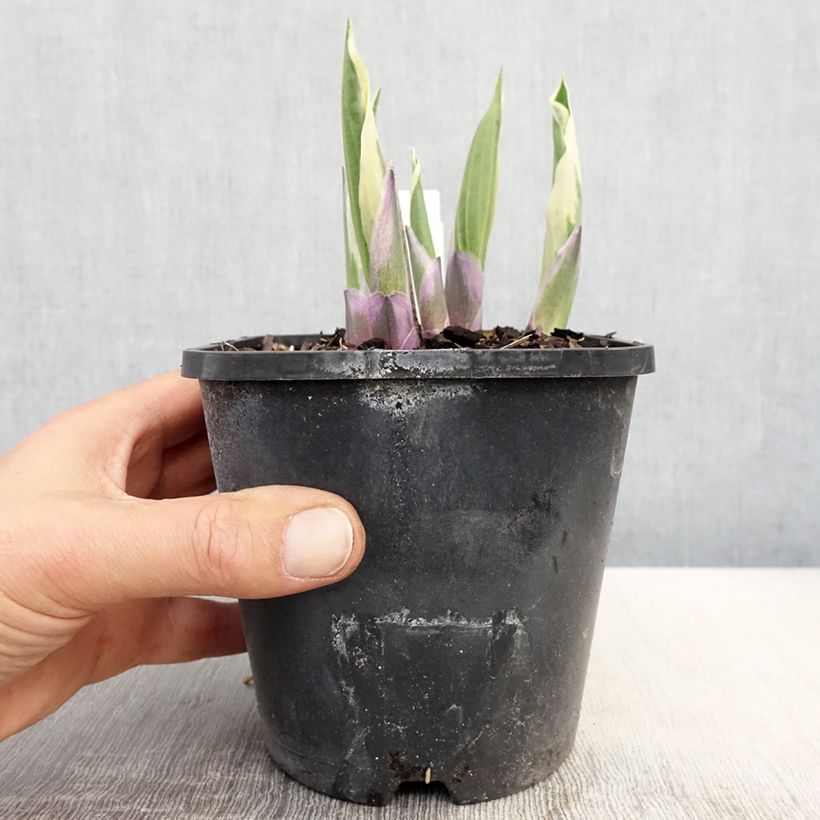 Example of Hosta Minuteman - Garten-Funkie Topf mit 1,5L/2L as you get in printemps