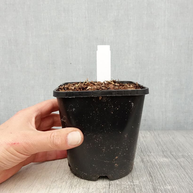 Example of Hosta montana Yellow River - Garten-Funkie Topf mit 1,5L/2L as you get in printemps