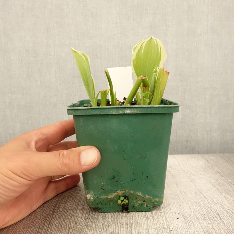 Exemplar von Hosta Moonlight - Garten-Funkie Topf mit 1L/1,5L wie im Sommer geliefert