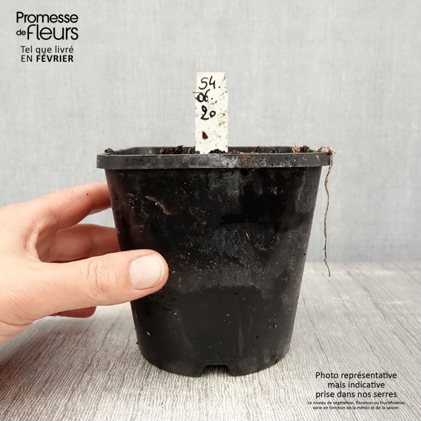 Exemplar von Hosta Moulin Rouge Pot de 1,5L/2L wie im Winter geliefert