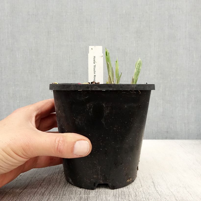 Example of Hosta Moulin Rouge - Garten-Funkie Topf mit 1,5L/2L as you get in printemps