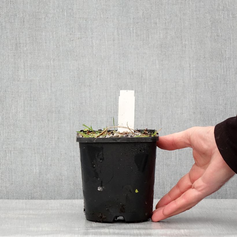 Exemplar von Hosta Neptune  Pot de 1,5L/2L wie im Winter geliefert