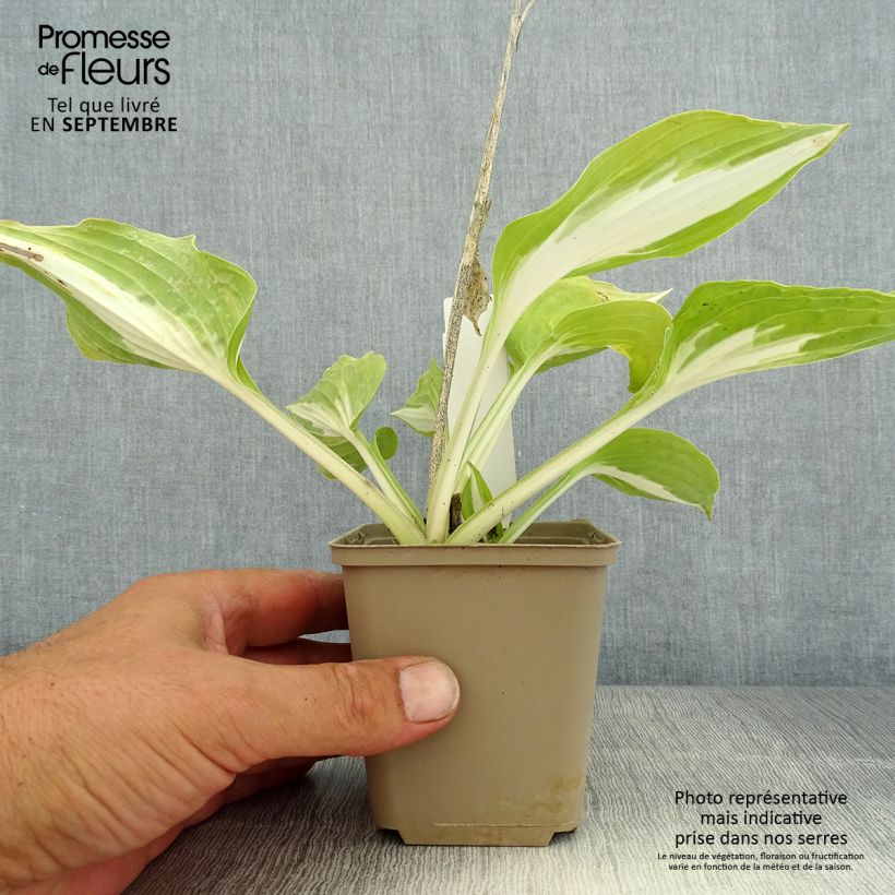 Exemplar von Hosta Night Before Christmas - Garten-Funkie Kleine Töpfe von 8/9 cm wie im Sommer geliefert