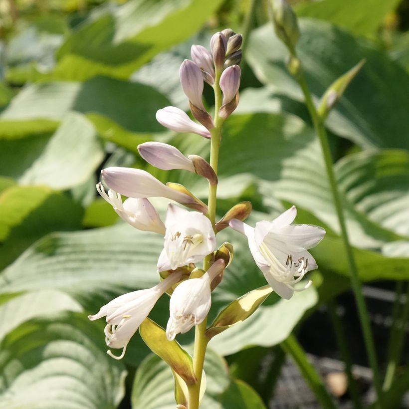 Hosta Orange Marmelade - Garten-Funkie (Blüte)