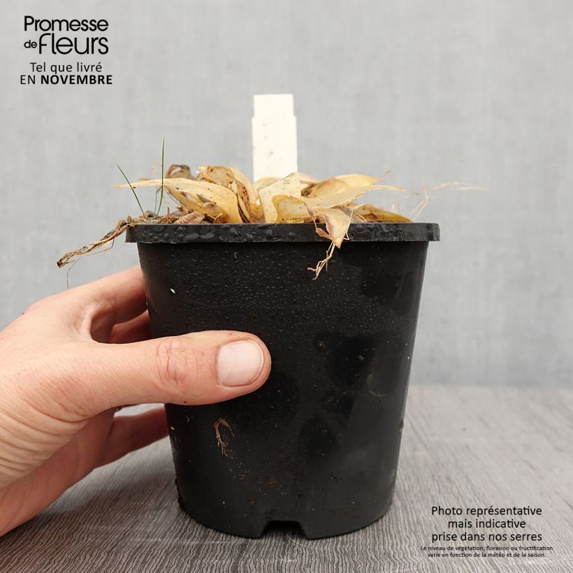 Exemplar von Hosta Orange Star Pot de 1,5L/2L wie im Herbst geliefert