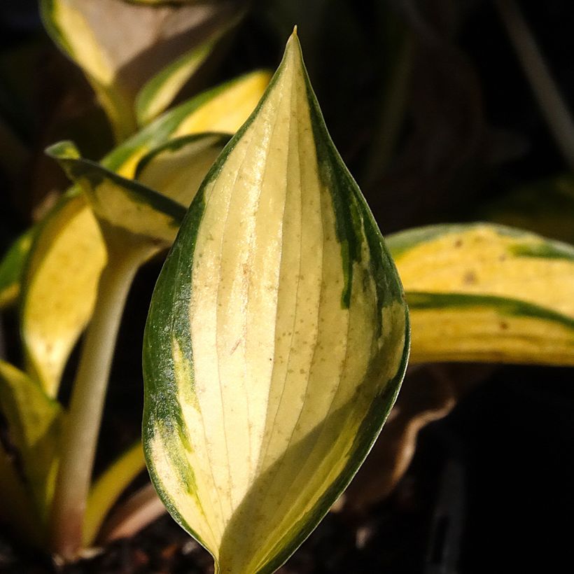 Hosta Orange Star - Garten-Funkie (Laub)