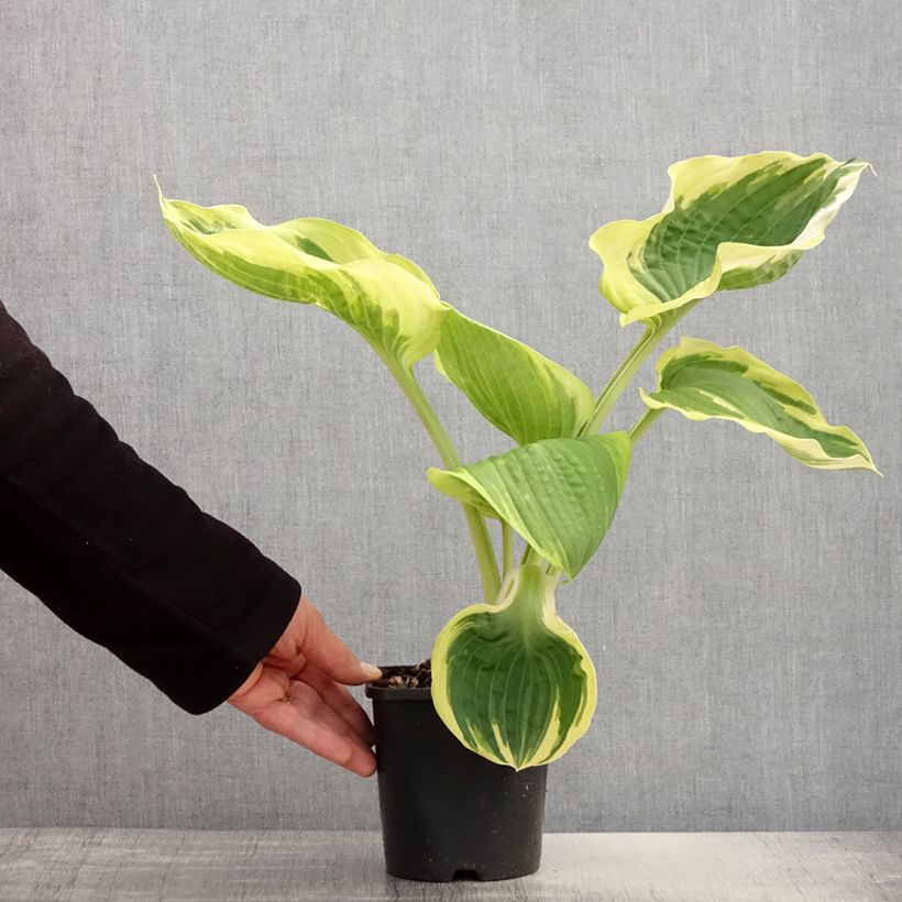 Example of Hosta Orion's Belt - Garten-Funkie Topf mit 1,5L/2L as you get in printemps