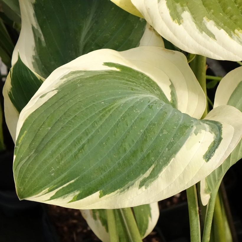 Hosta Orion's Belt - Garten-Funkie (Foliage)