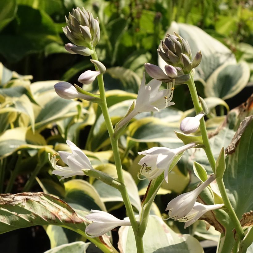 Hosta Orion's Belt - Garten-Funkie (Flowering)