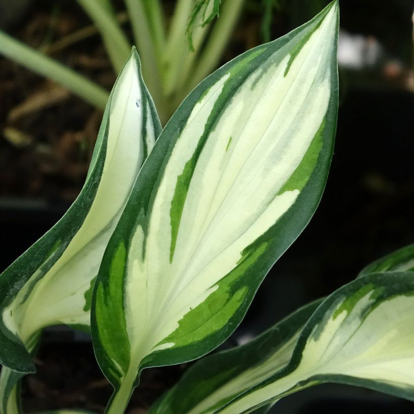 Hosta Fireworks - Garten-Funkie (Foliage)